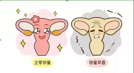 卵巢早衰还有可能试管婴儿辅助生育医治吗